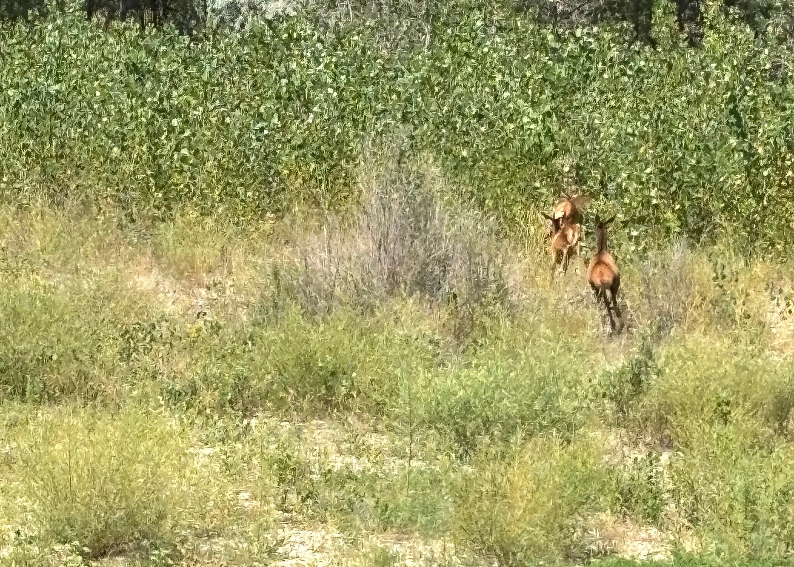 Cow Elk Hunt for 2 - Image 3